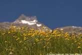 20060613_113426 Prati fioriti di tarassaco alpino.jpg